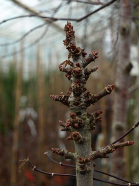 Klon czerwony (Acer rubrum) 